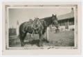 Thumbnail image of item number 1 in: '[Mutt the Horse]'.