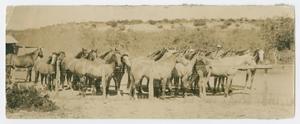 Primary view of object titled '[Horses in Benjamin, Texas]'.