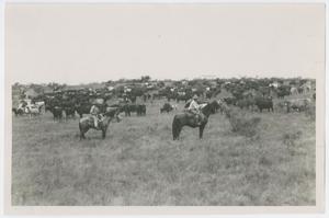 Primary view of object titled '[Cowhands and Shorthorn Cattle]'.