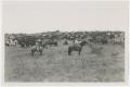 Thumbnail image of item number 1 in: '[Cowhands and Shorthorn Cattle]'.