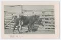 Primary view of [Durham Cow in Corral]