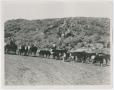 Photograph: [Hereford Cattle on Road]