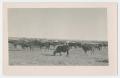 Primary view of [Cattle Grazing with Cowhands]