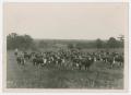 Photograph: [Cattle and Cowhands in Pasture]