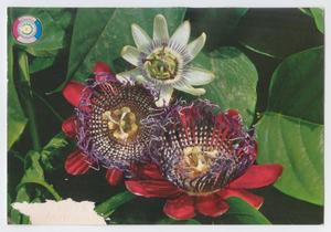 Primary view of object titled 'Postcard: Flowers of Paraguay'.