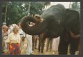 Thumbnail image of item number 1 in: '[Woman and Elephant]'.