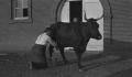 Photograph: [Man Milking Cow at Mr. Winn's Farm]