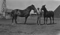 Photograph: [Cowhand and Horses at Mr. Peel's Farm]