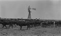 Photograph: [Cattle with Windmill at Shroeter's Farm]