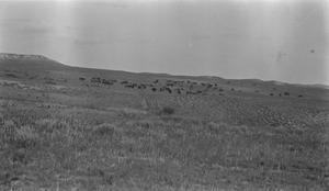 Primary view of object titled '[Herd of Goodnight's Buffalo]'.