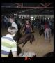 Primary view of [Cleveland Dairy Days (Livestock Show)]