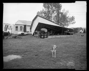 Primary view of object titled '[Dog in Front of Wreckage]'.