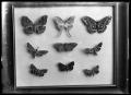 Photograph: [Butterfly Display]