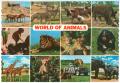 Postcard: [World of Animals Postcard]