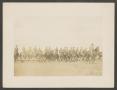 Photograph: [Cavalry Soldiers on Horseback in Field]