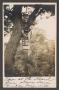 Postcard: [Postcard of a Man Standing Next to a Tree]