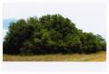 Photograph: [Caddo Oak in Field]