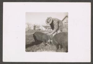 Primary view of object titled '[Person Feeding Pigs]'.