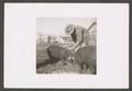 Thumbnail image of item number 1 in: '[Person Feeding Pigs]'.