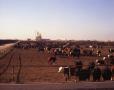 Primary view of [Cattle Pens]