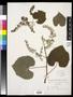Specimen: [Herbarium Sheet: Vitis cordifolia Lam. #239]