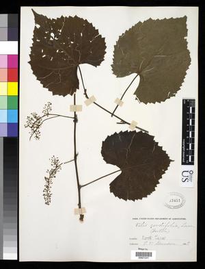 Primary view of object titled '[Herbarium Sheet: Vitis cordifolia Lam. #241]'.