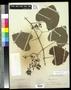 Specimen: [Herbarium Sheet: Vitis girdiana Munson #250]