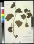 Specimen: [Herbarium Sheet: Vitis solonis #261]