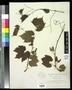 Specimen: [Herbarium Sheet: Vitis solonis, #263]