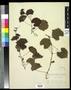 Specimen: [Herbarium Sheet: Vitis rotundifolia #267]