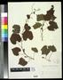Specimen: [Herbarium Sheet: Vitis rotundifolia, #269]