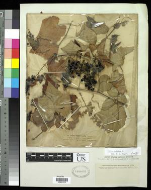 Primary view of object titled '[Herbarium Sheet: Vitis vulpina L. #278]'.