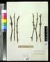 Specimen: [Herbarium Sheet: Mature Grape Wood for Two Varieties]