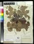 Specimen: [Herbarium Sheet: Vitis simpsonii Munson #295]