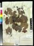 Thumbnail image of item number 1 in: '[Herbarium Sheet: Vitis munsoniana Simpson #300]'.