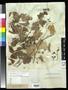 Specimen: [Herbarium Sheet: Vitis monticola Buckley #301]
