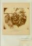 Photograph: Plate 2. Vitis vulpina Linnaeus