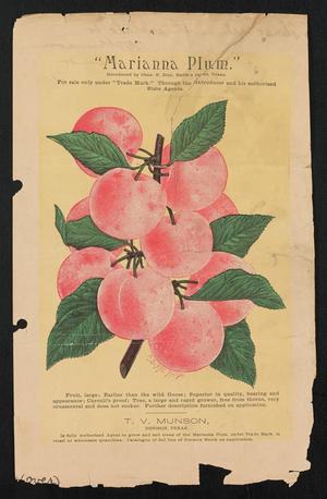 Primary view of object titled 'Marianna Plum'.