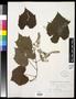 Specimen: [Herbarium Sheet: Vitis cordifolia Lam. #234]