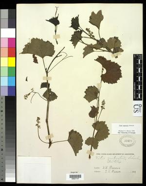 Primary view of object titled '[Herbarium Sheet: Vitis rupestris Scheele #141]'.