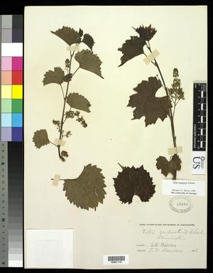 Primary view of object titled '[Herbarium Sheet: Vitis rupestris Scheele, #145]'.