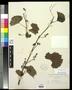 Specimen: [Herbarium Sheet: Vitis rupestris Scheele #150]