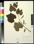 Specimen: [Herbarium Sheet: Vitis linsecomii #160]