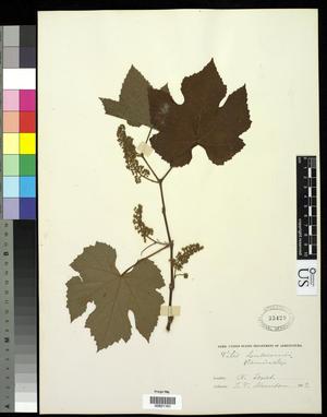 Primary view of object titled '[Herbarium Sheet: Vitis linsecomii #161]'.