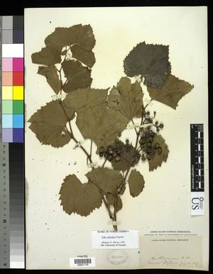 Primary view of object titled '[Herbarium Sheet: Vitis arizonica Engelm #178]'.