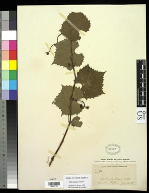 Primary view of object titled '[Herbarium Sheet: Vitis arizonica Engelm #187]'.