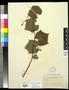 Specimen: [Herbarium Sheet: Vitis arizonica Engelm #187]