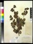 Primary view of [Herbarium Sheet: Vitis arizonica Engelm #191]