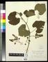 Specimen: [Herbarium Sheet: Vitis berlandieri #198]