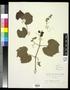 Specimen: [Herbarium Sheet: Vitis berlandieri #202]